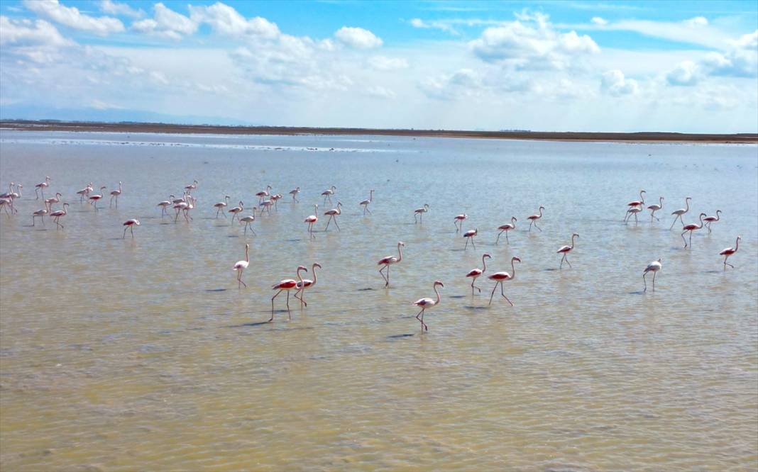 Yazlıkçılar geldi! Tuz Gölü flamingoları ağırlamaya başladı 9
