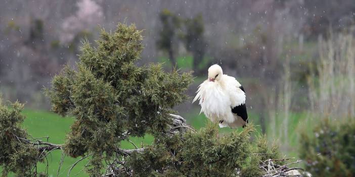 Baharın müjdecisi leyleklere Konya’da kar sürprizi