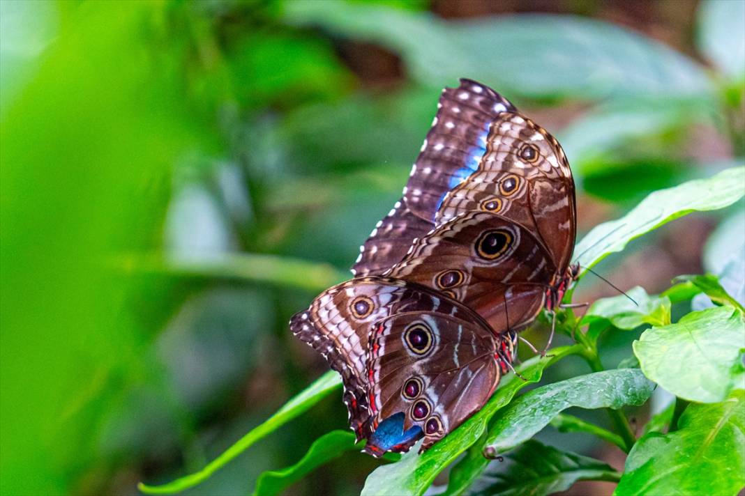 Avrupa’nın en büyüğü! Konya Tropikal Kelebek Bahçesi’nde masalsı yolculuk 1