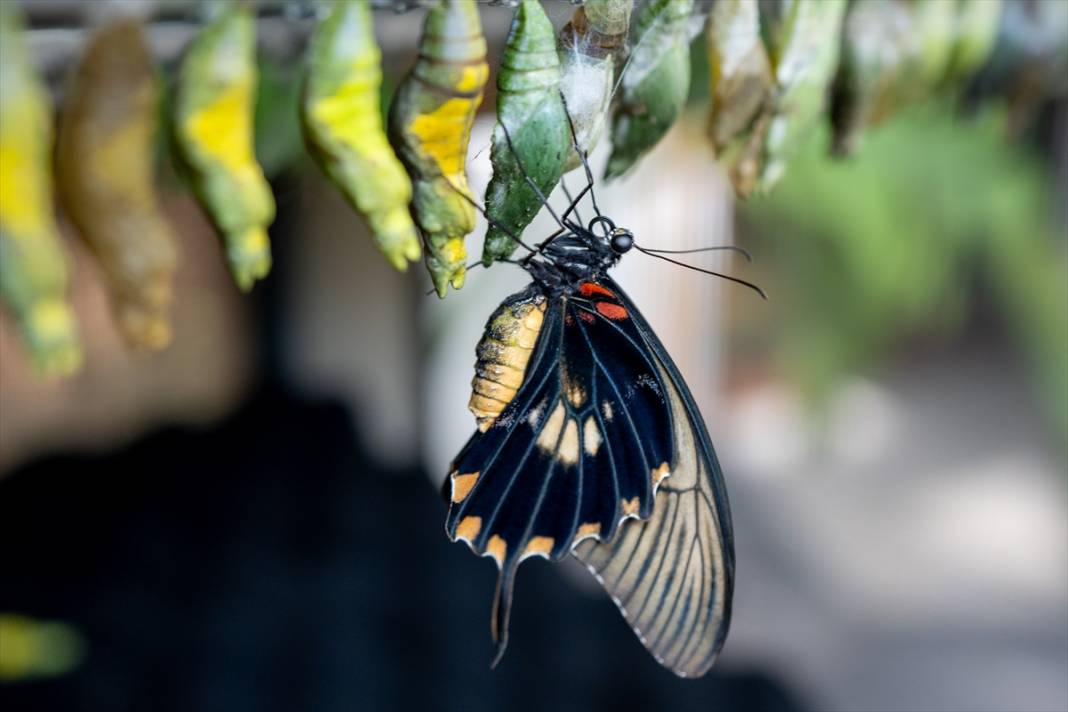 Avrupa’nın en büyüğü! Konya Tropikal Kelebek Bahçesi’nde masalsı yolculuk 10