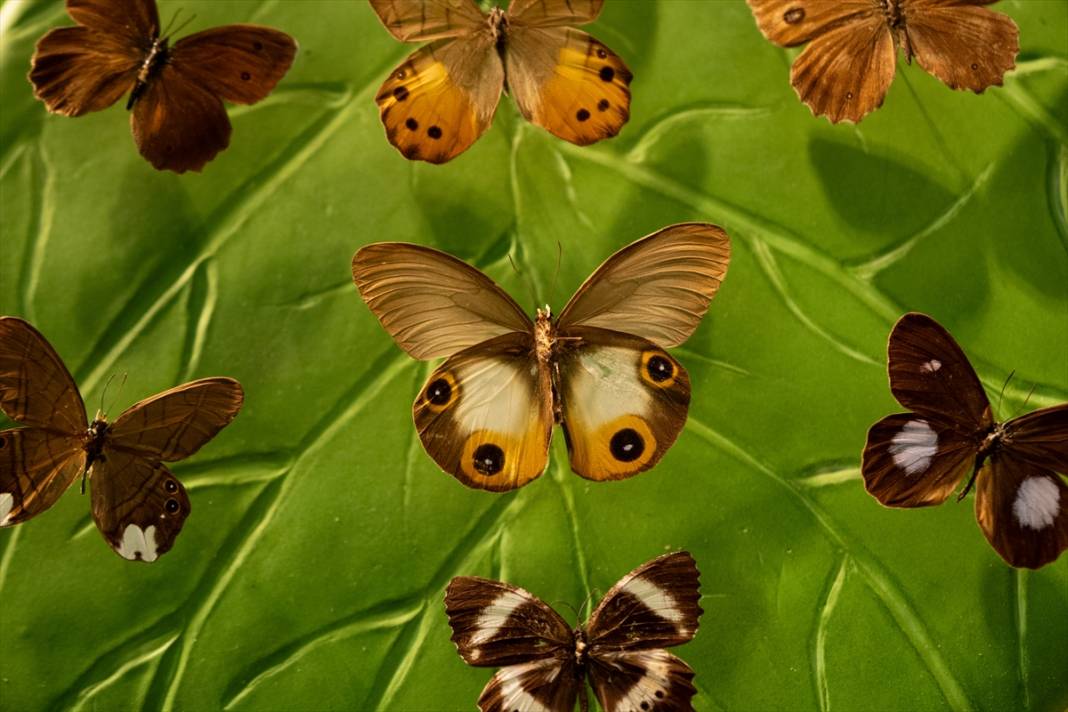 Avrupa’nın en büyüğü! Konya Tropikal Kelebek Bahçesi’nde masalsı yolculuk 11