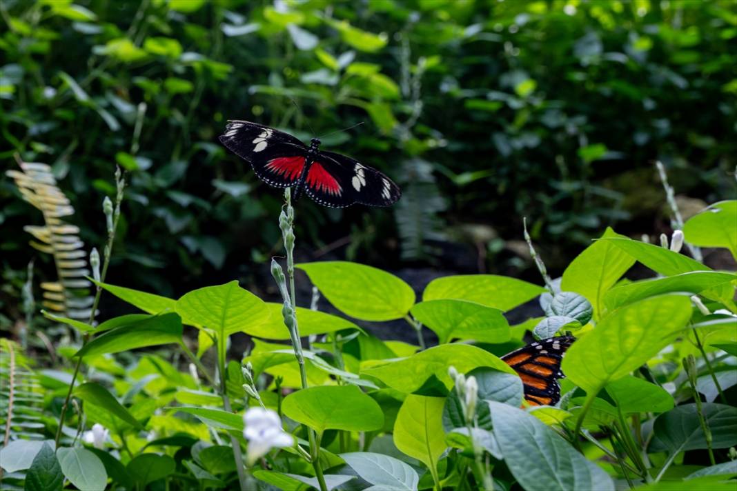 Avrupa’nın en büyüğü! Konya Tropikal Kelebek Bahçesi’nde masalsı yolculuk 13
