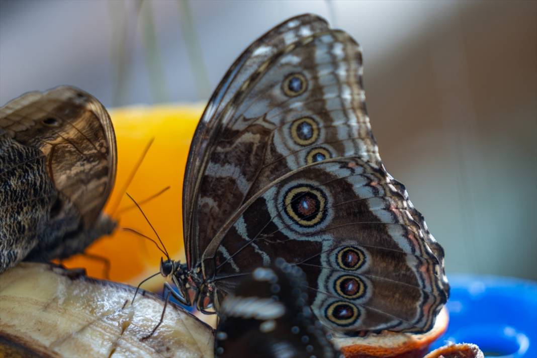 Avrupa’nın en büyüğü! Konya Tropikal Kelebek Bahçesi’nde masalsı yolculuk 16