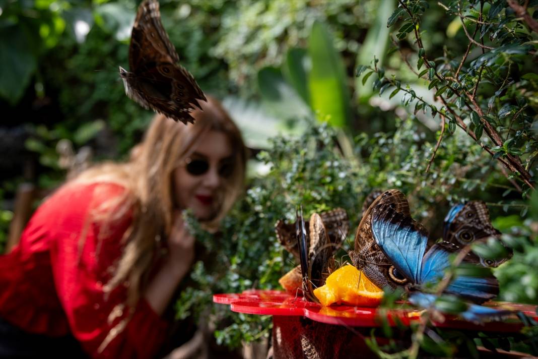 Avrupa’nın en büyüğü! Konya Tropikal Kelebek Bahçesi’nde masalsı yolculuk 17