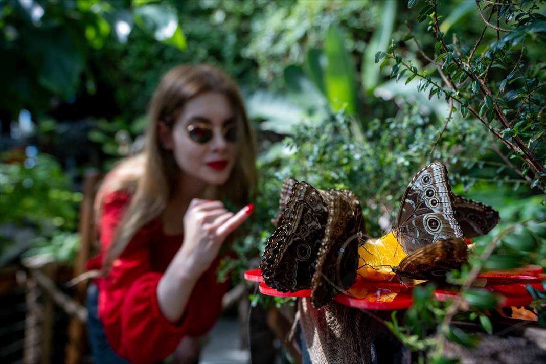 Avrupa’nın en büyüğü! Konya Tropikal Kelebek Bahçesi’nde masalsı yolculuk 19