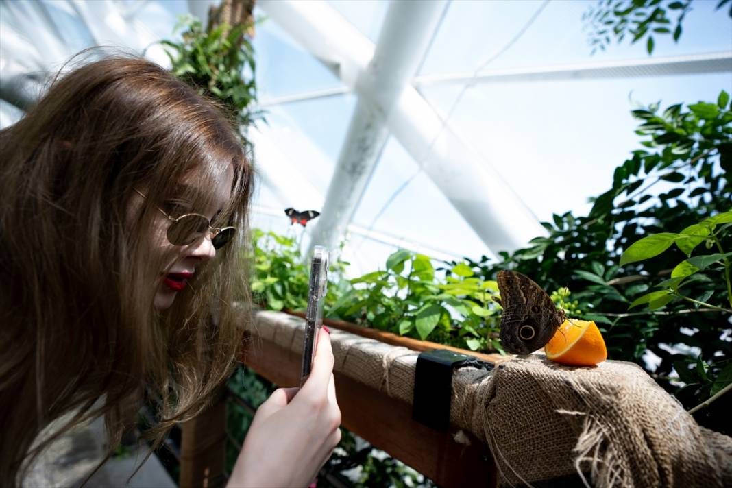 Avrupa’nın en büyüğü! Konya Tropikal Kelebek Bahçesi’nde masalsı yolculuk 20