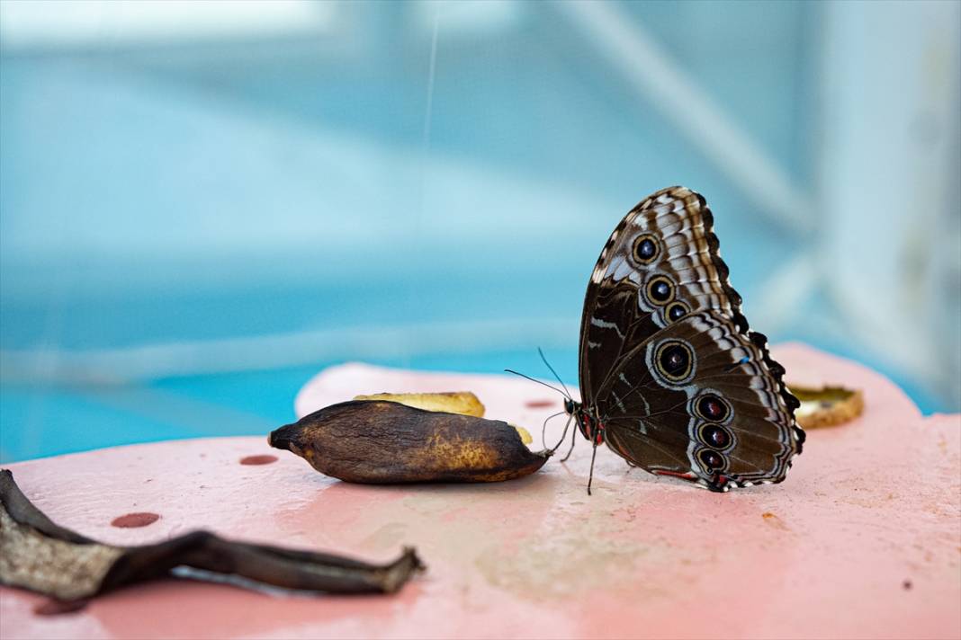 Avrupa’nın en büyüğü! Konya Tropikal Kelebek Bahçesi’nde masalsı yolculuk 25