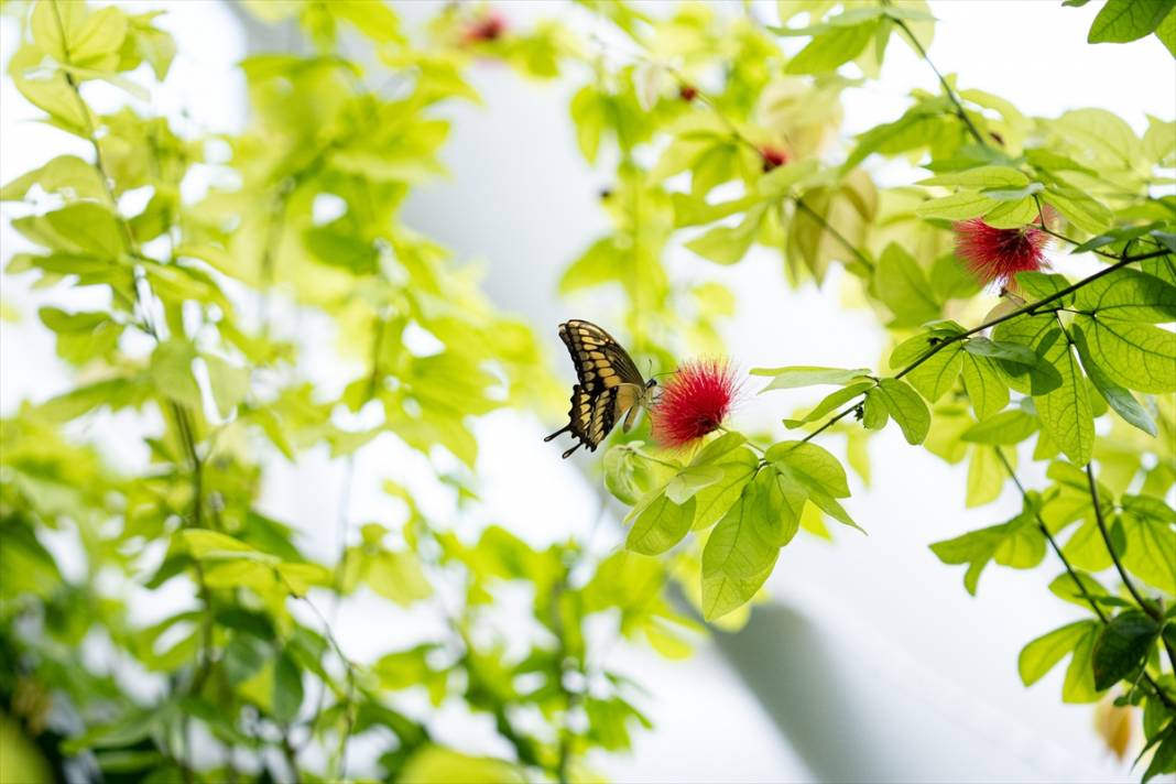 Avrupa’nın en büyüğü! Konya Tropikal Kelebek Bahçesi’nde masalsı yolculuk 3