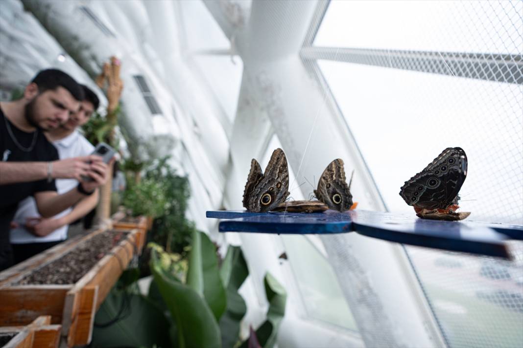Avrupa’nın en büyüğü! Konya Tropikal Kelebek Bahçesi’nde masalsı yolculuk 5