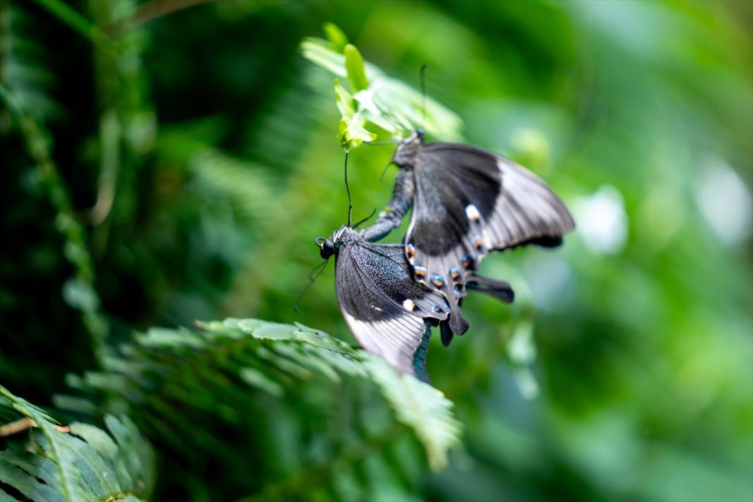 Avrupa’nın en büyüğü! Konya Tropikal Kelebek Bahçesi’nde masalsı yolculuk 9