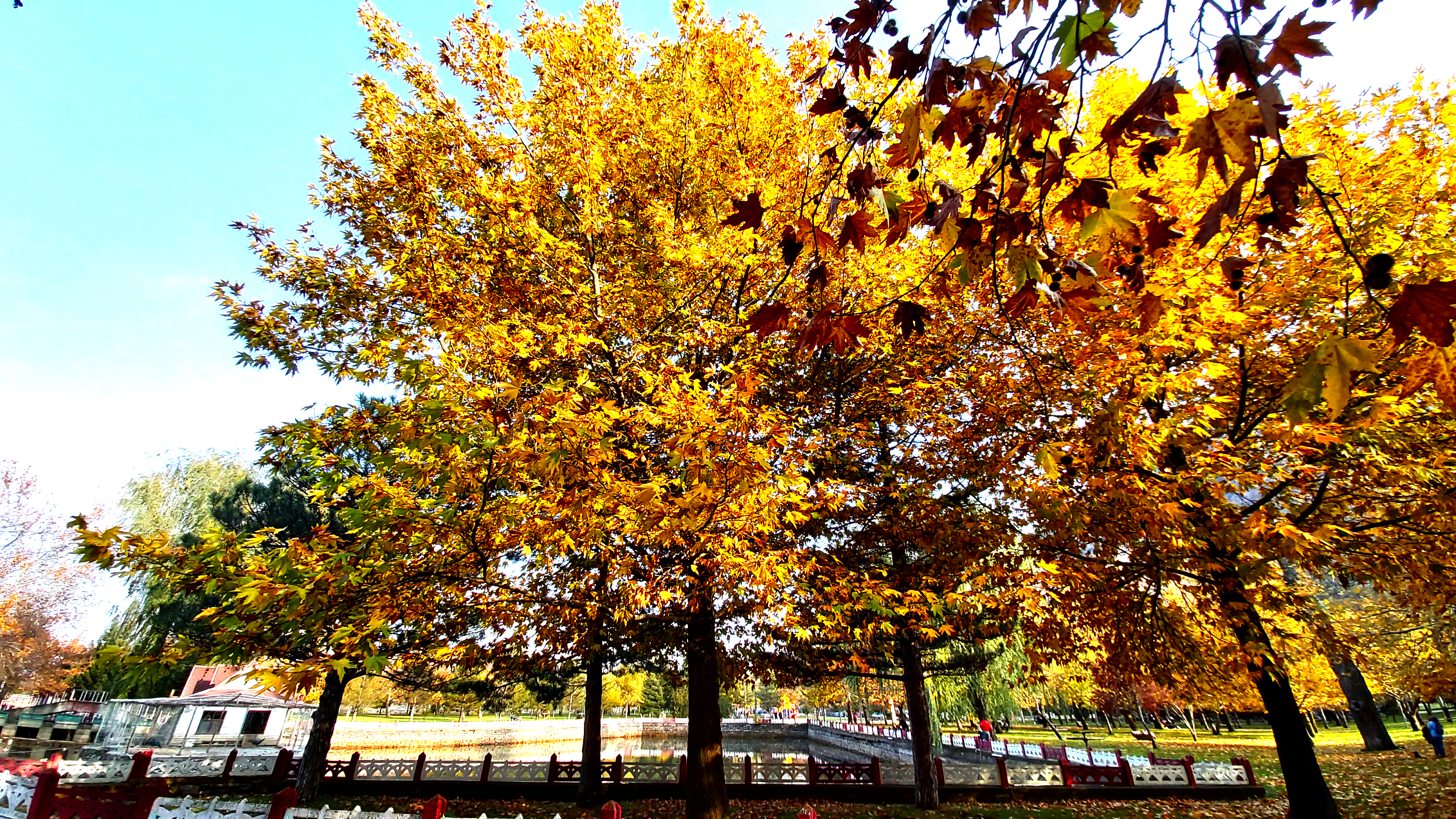 Konya-Kuğulu Park’ta eşsiz sonbahar güzelliği 10