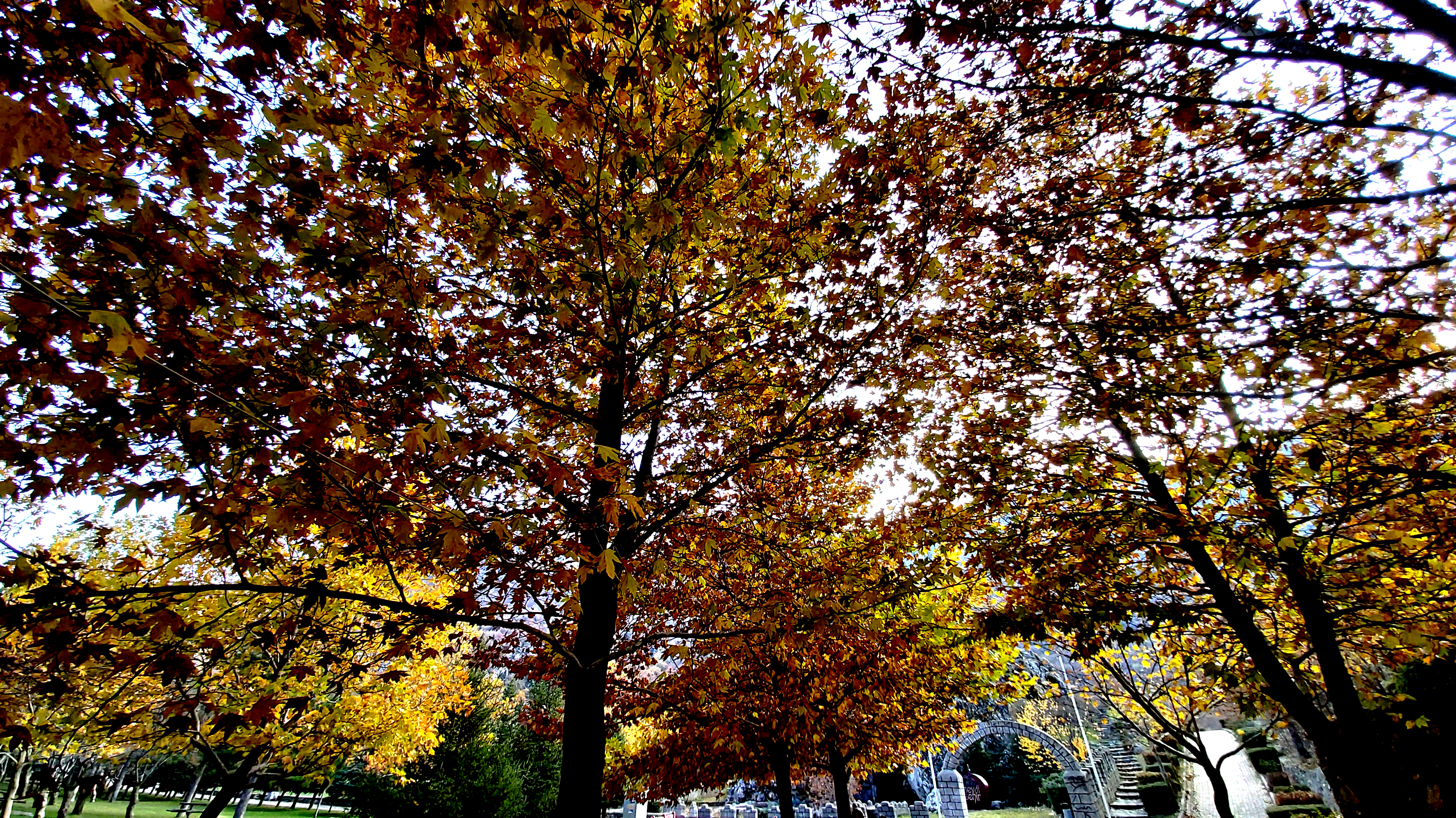 Konya-Kuğulu Park’ta eşsiz sonbahar güzelliği 12