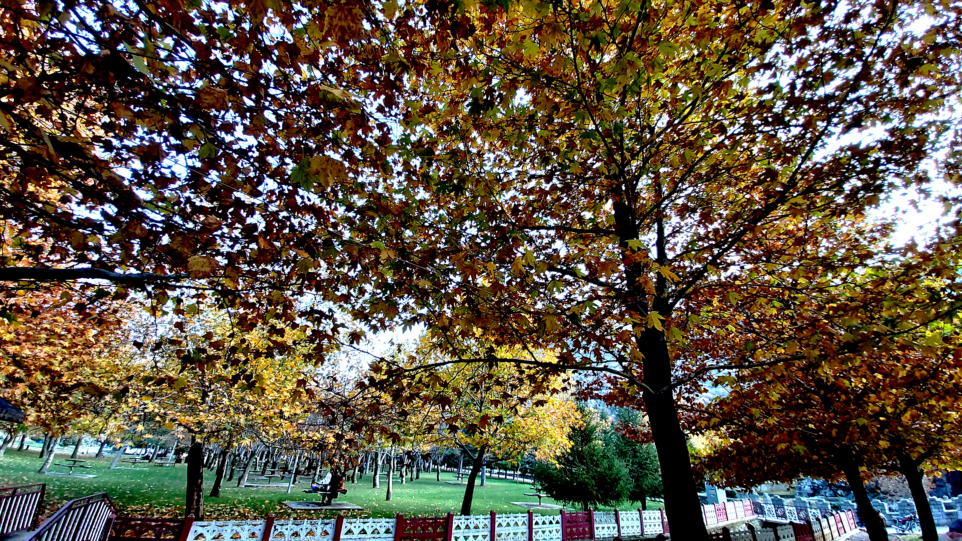 Konya-Kuğulu Park’ta eşsiz sonbahar güzelliği 13