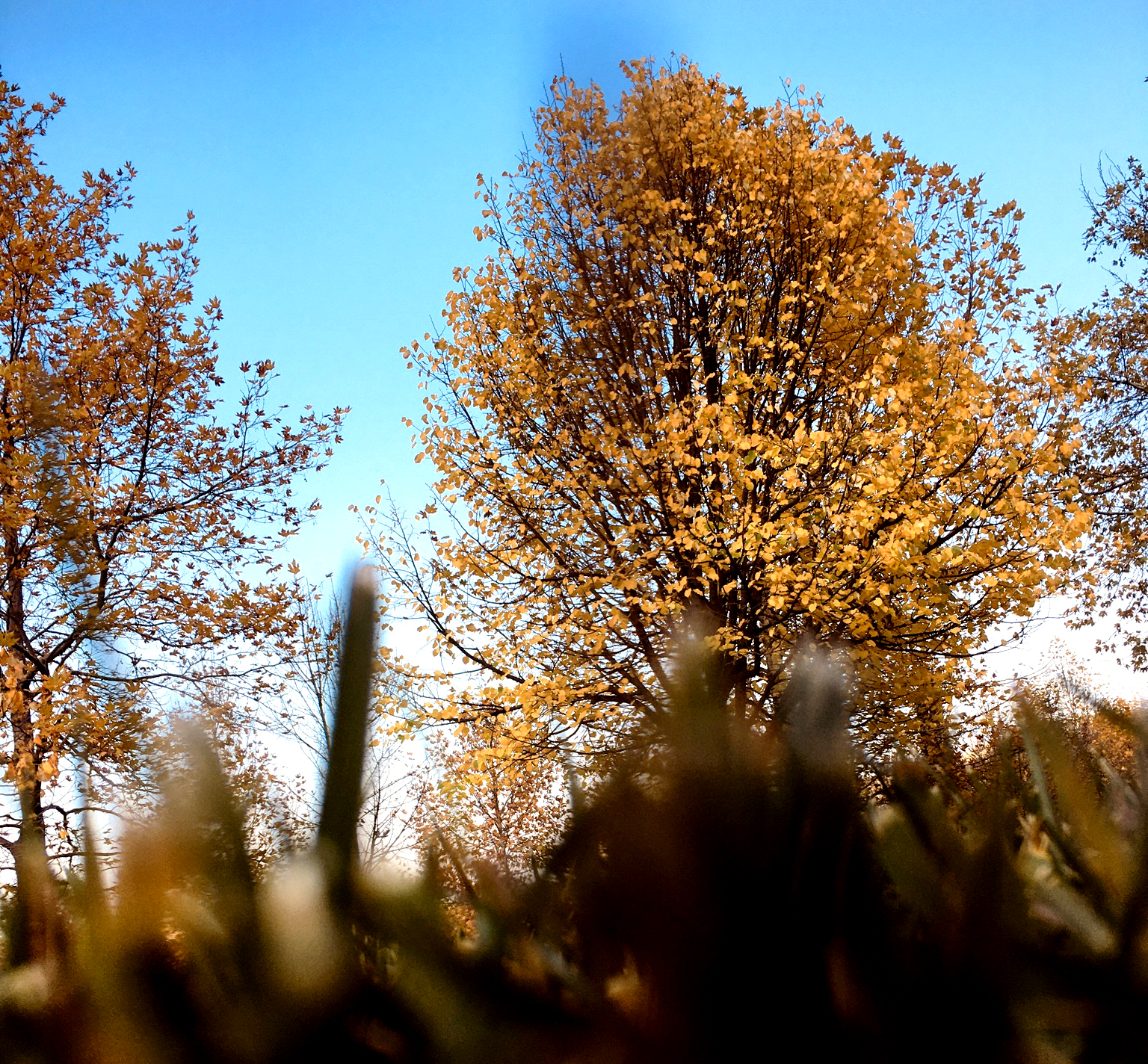 Konya-Kuğulu Park’ta eşsiz sonbahar güzelliği 19
