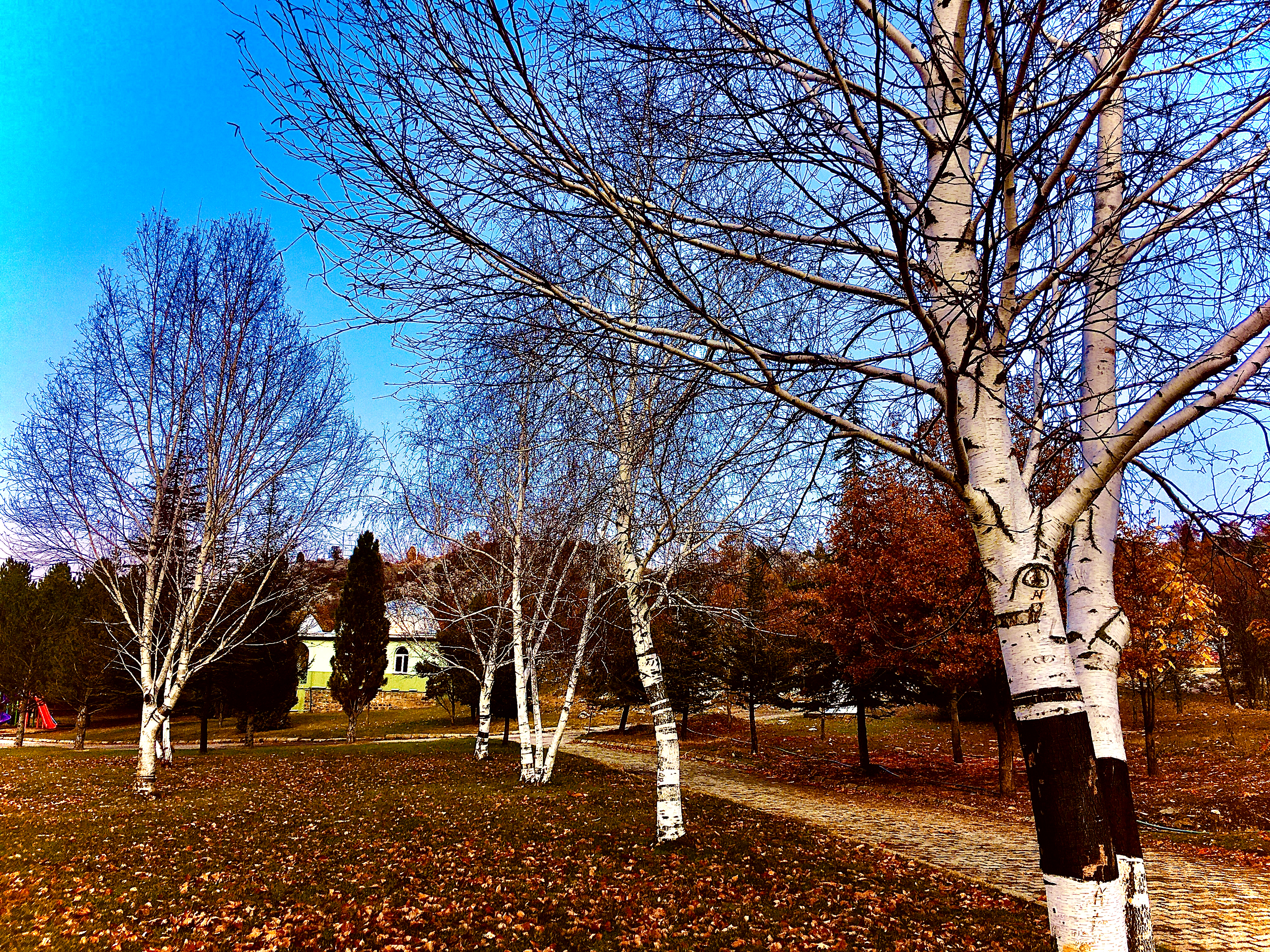 Konya-Kuğulu Park’ta eşsiz sonbahar güzelliği 20