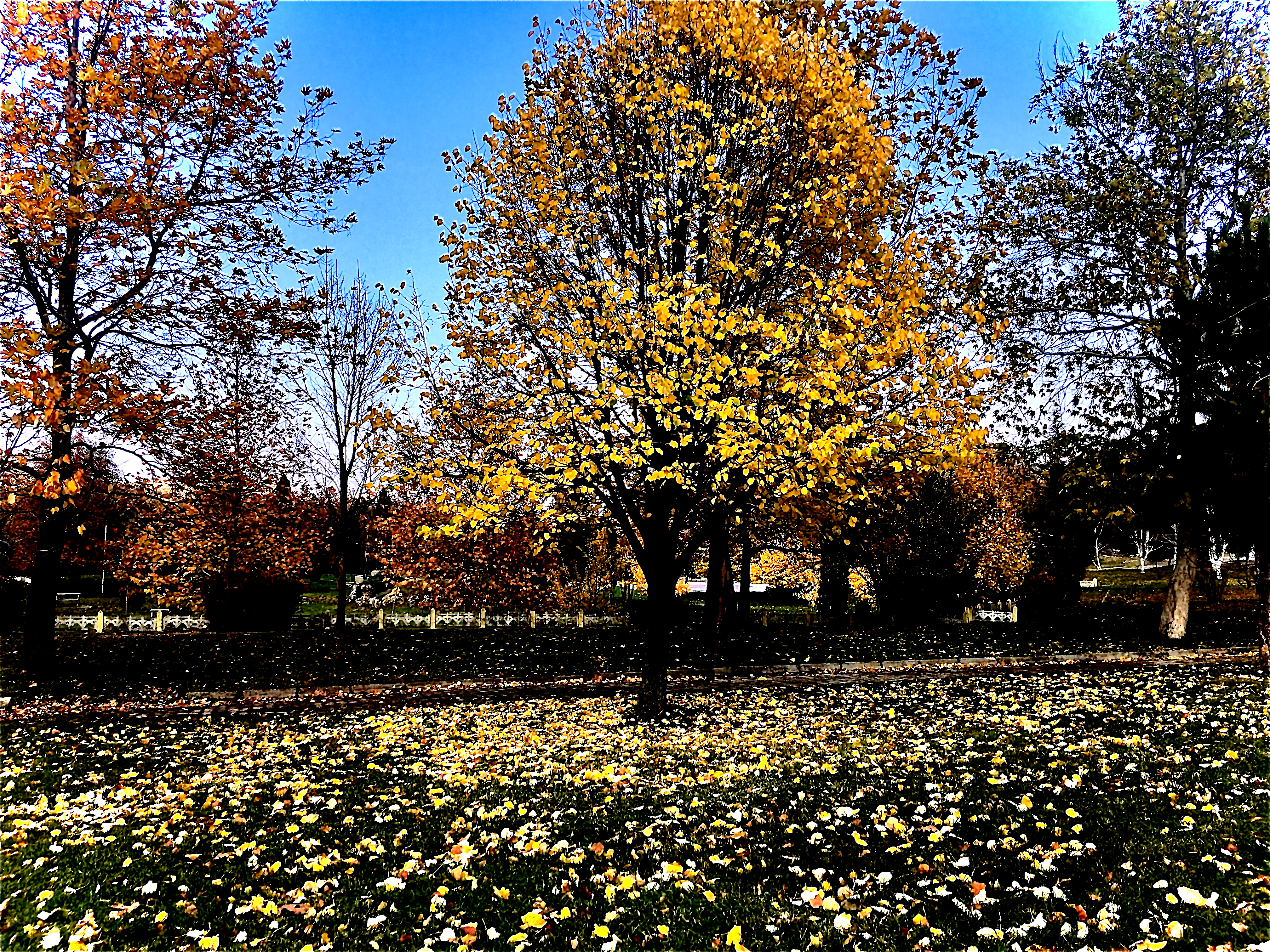 Konya-Kuğulu Park’ta eşsiz sonbahar güzelliği 21
