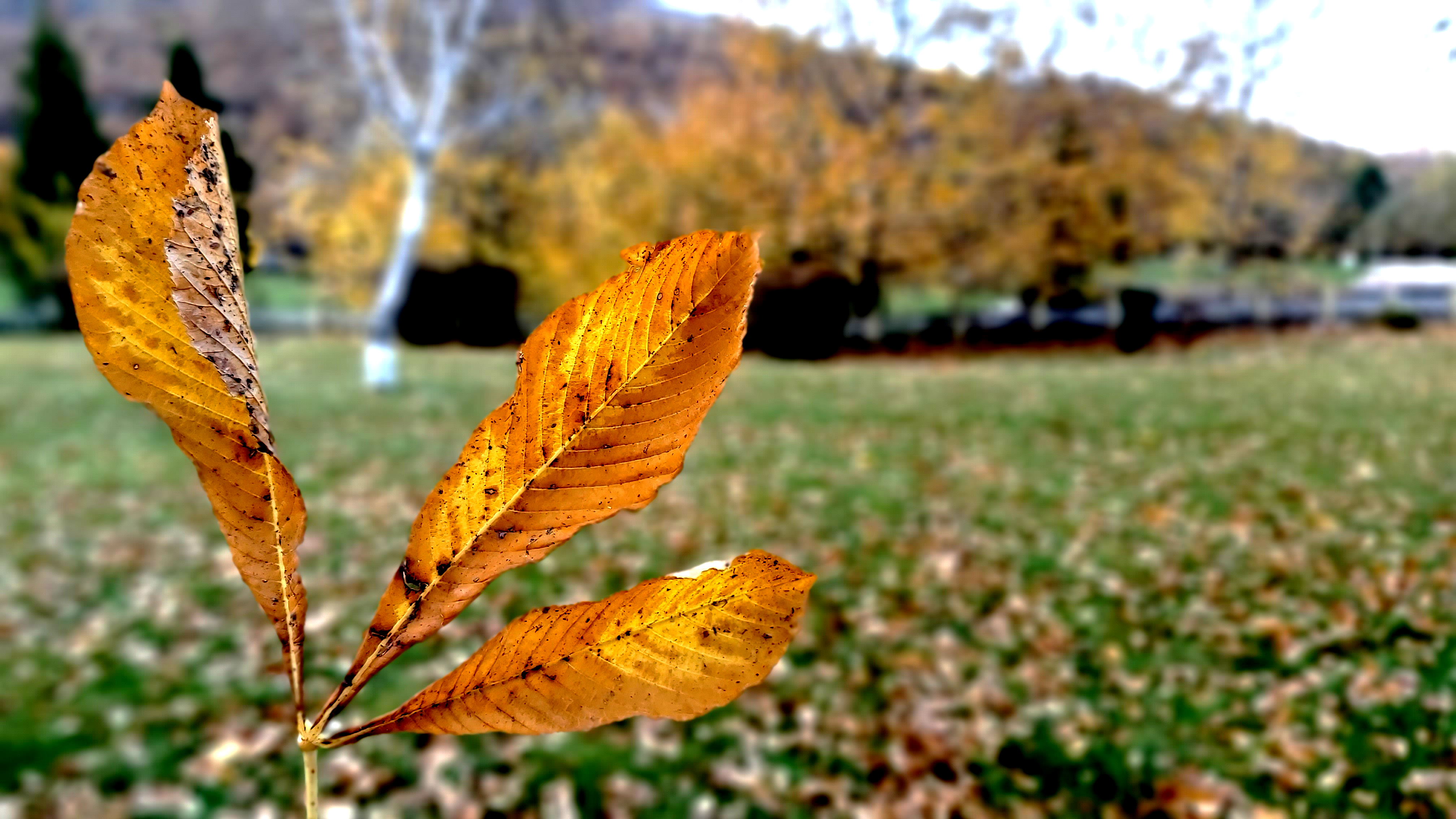 Konya-Kuğulu Park’ta eşsiz sonbahar güzelliği 32