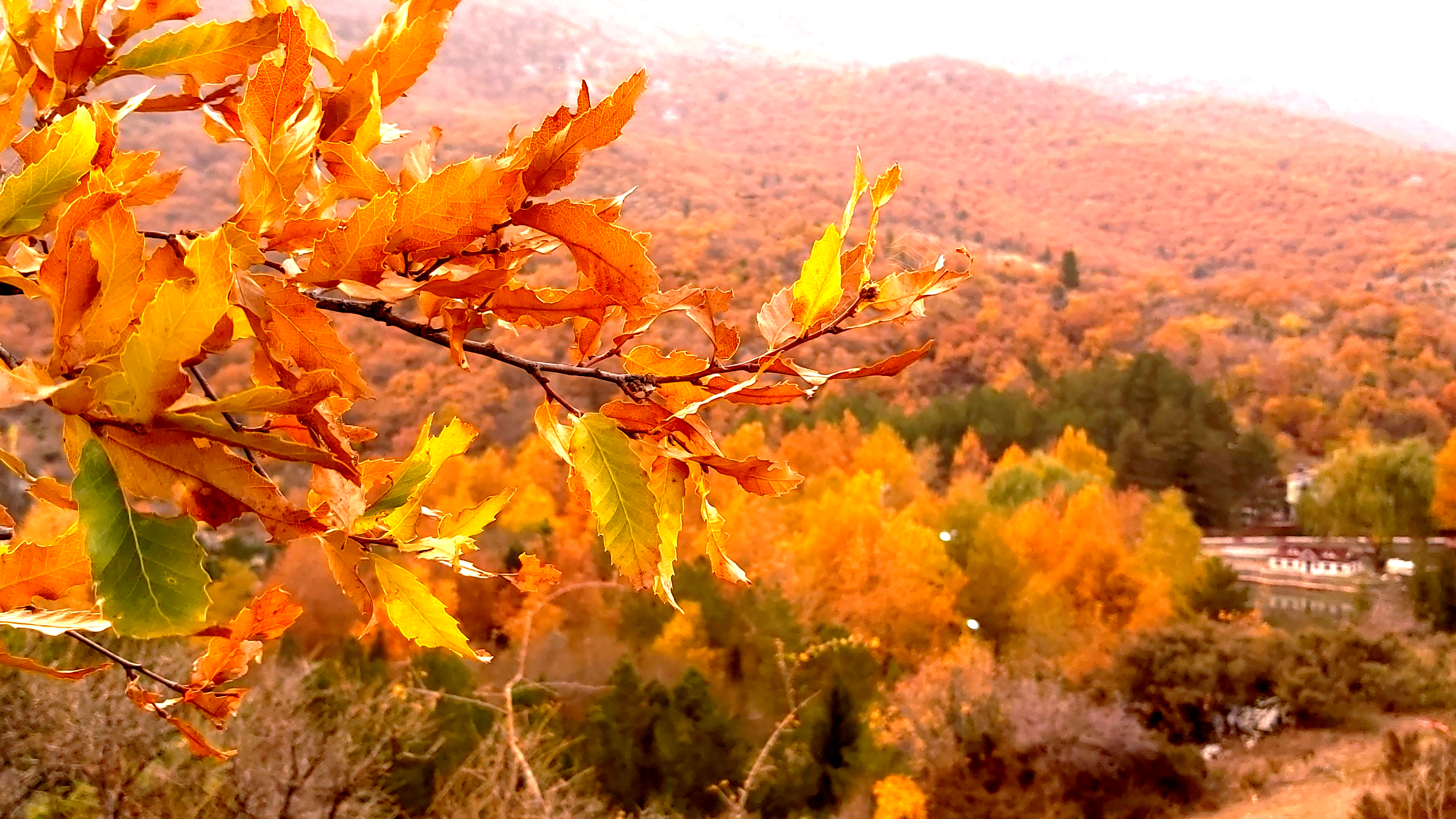 Konya-Kuğulu Park’ta eşsiz sonbahar güzelliği 38