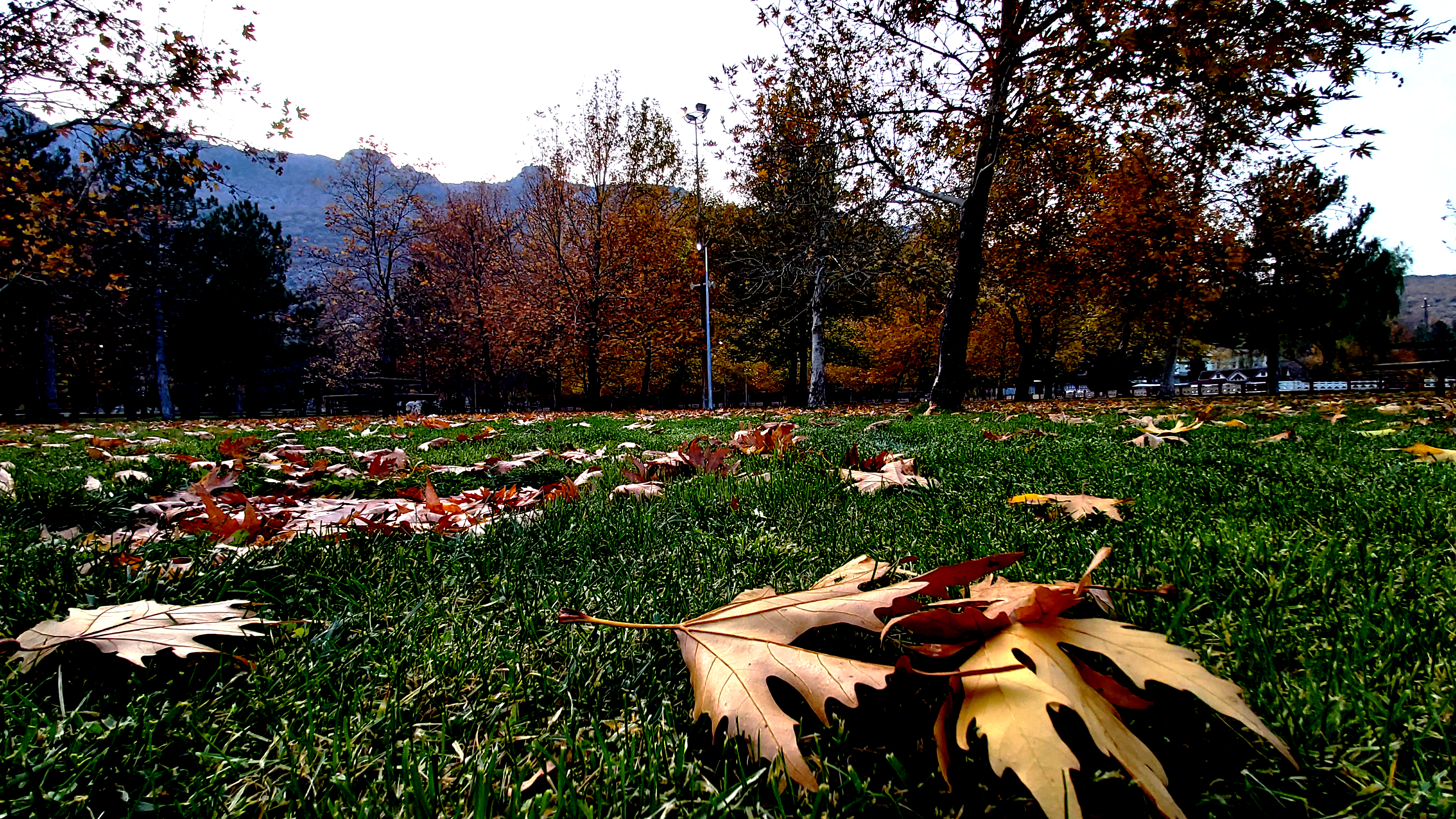 Konya-Kuğulu Park’ta eşsiz sonbahar güzelliği 40