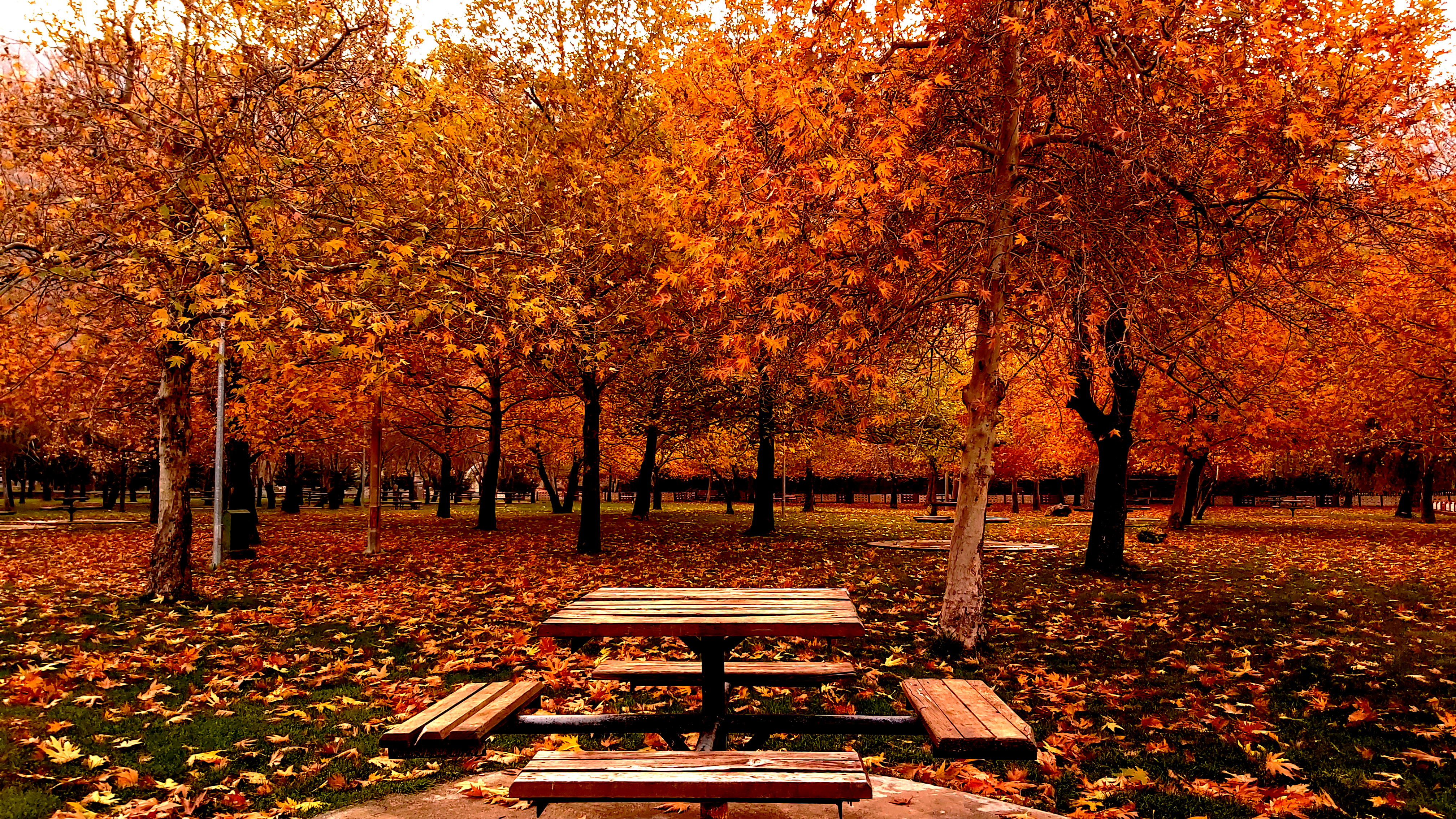 Konya-Kuğulu Park’ta eşsiz sonbahar güzelliği 41
