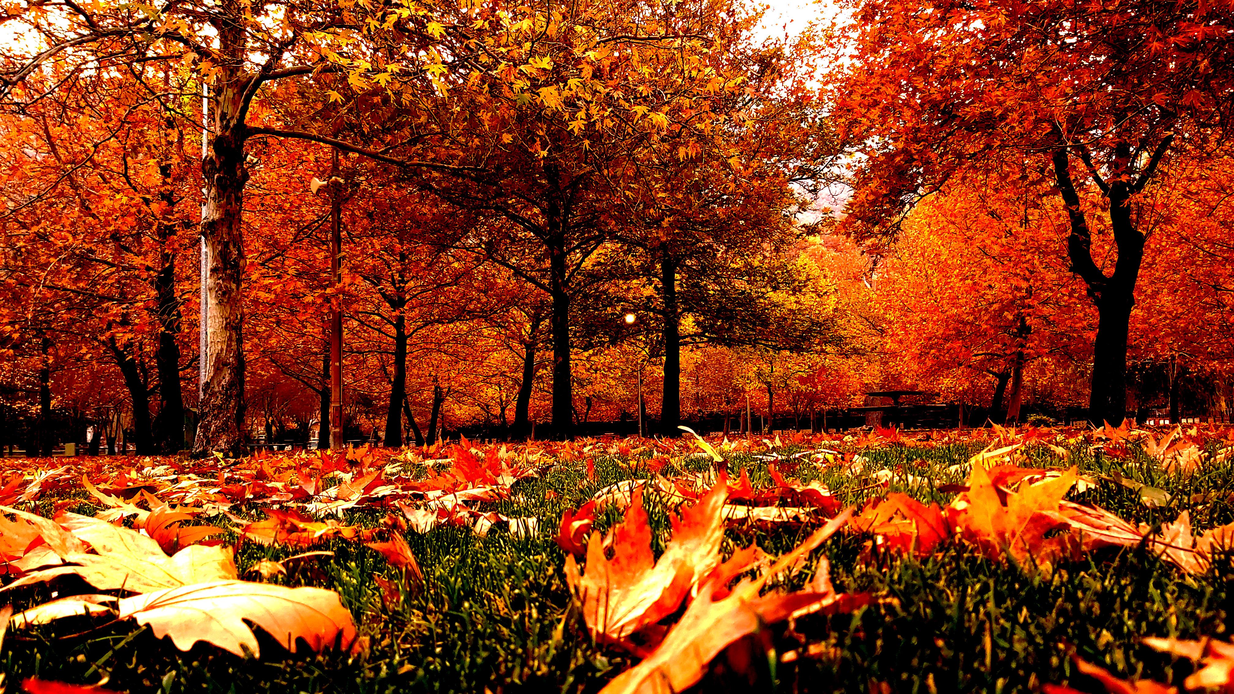 Konya-Kuğulu Park’ta eşsiz sonbahar güzelliği 43