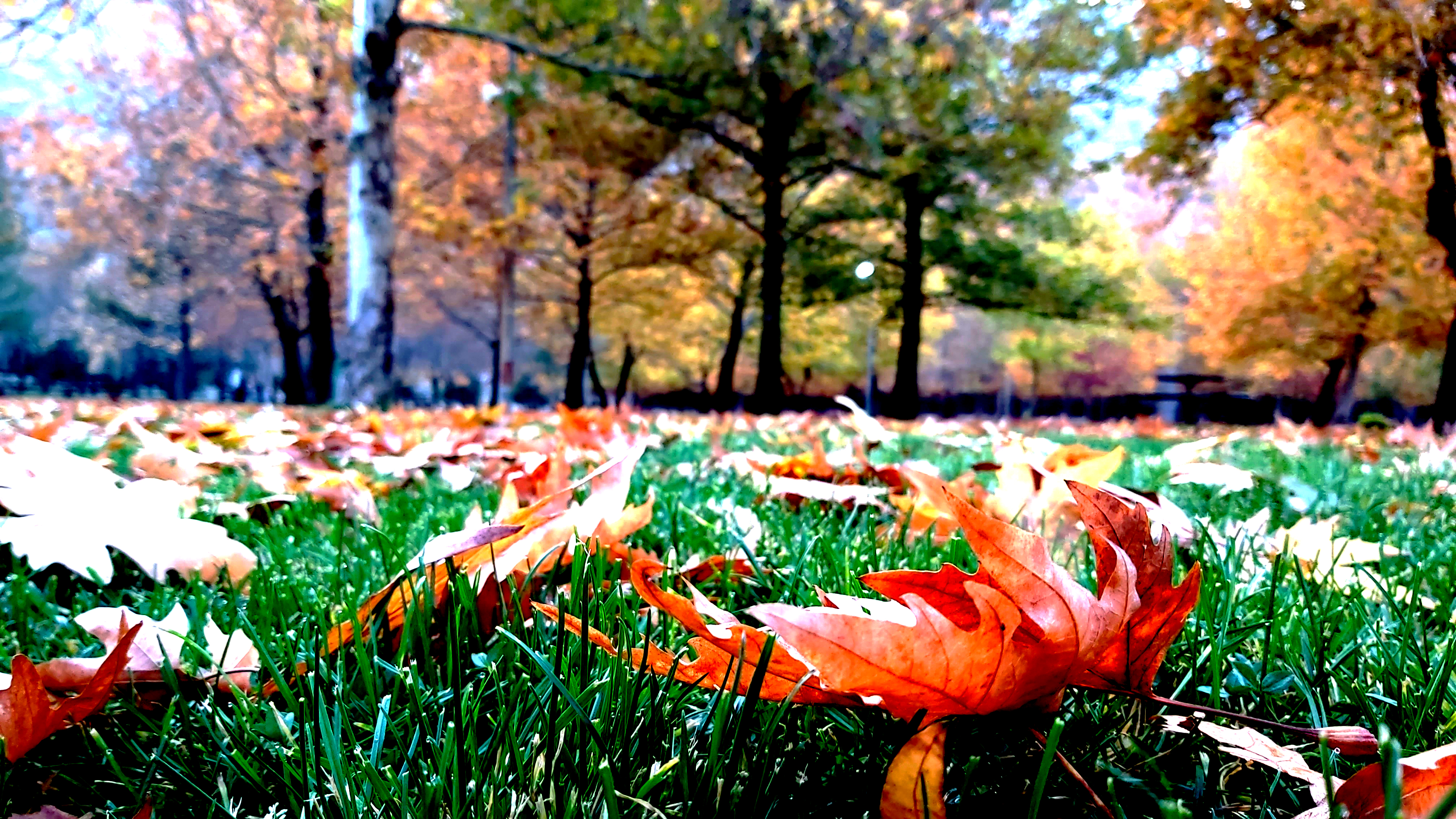 Konya-Kuğulu Park’ta eşsiz sonbahar güzelliği 44