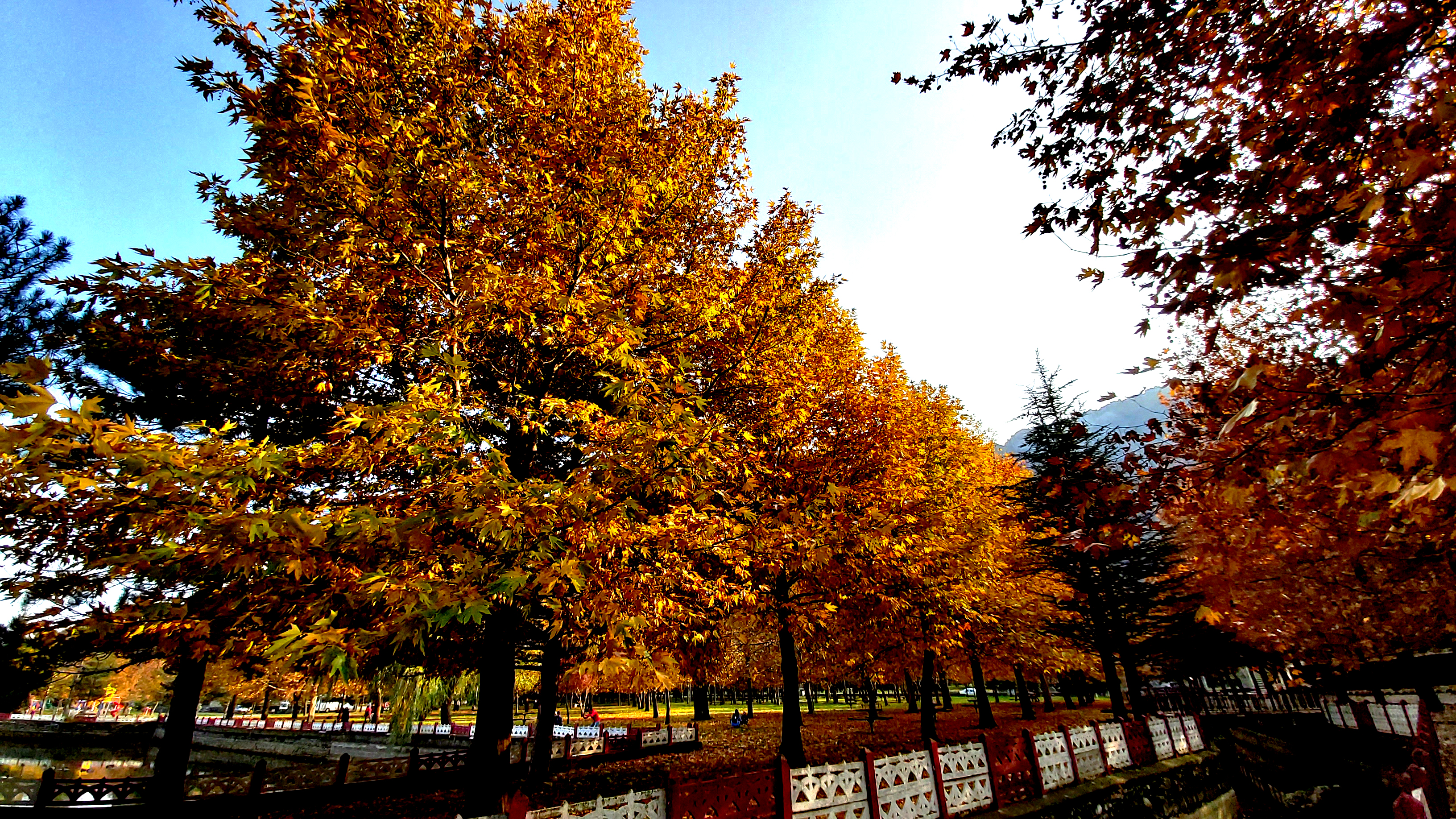 Konya-Kuğulu Park’ta eşsiz sonbahar güzelliği 8