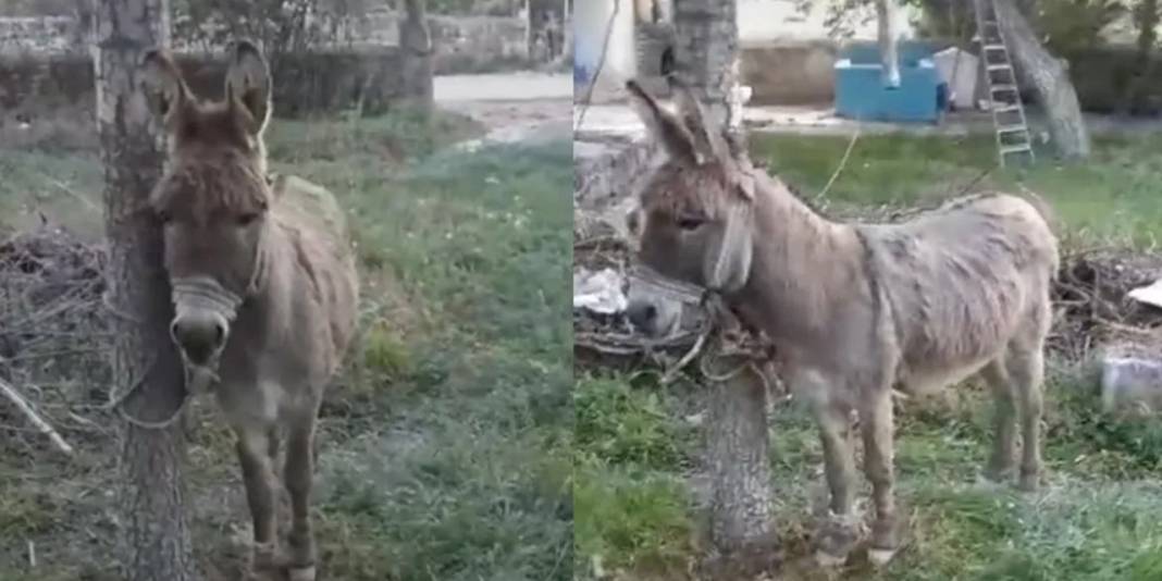 Başıboş eşek yolda yürüyen yaşlı kadını ısırdı! 1