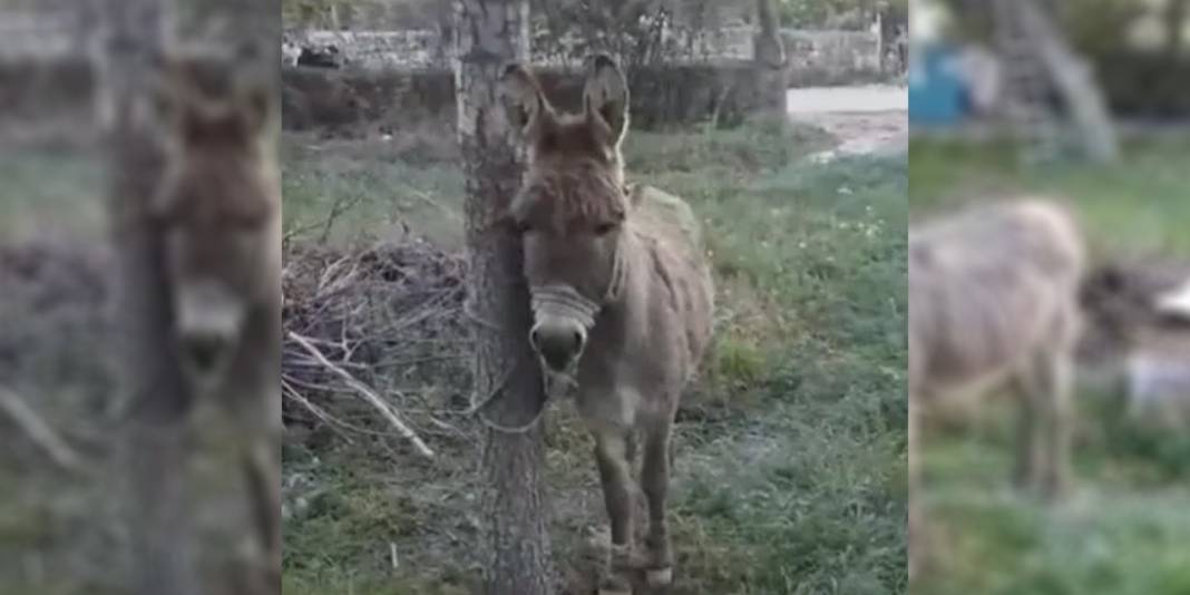 Başıboş eşek yolda yürüyen yaşlı kadını ısırdı! 3