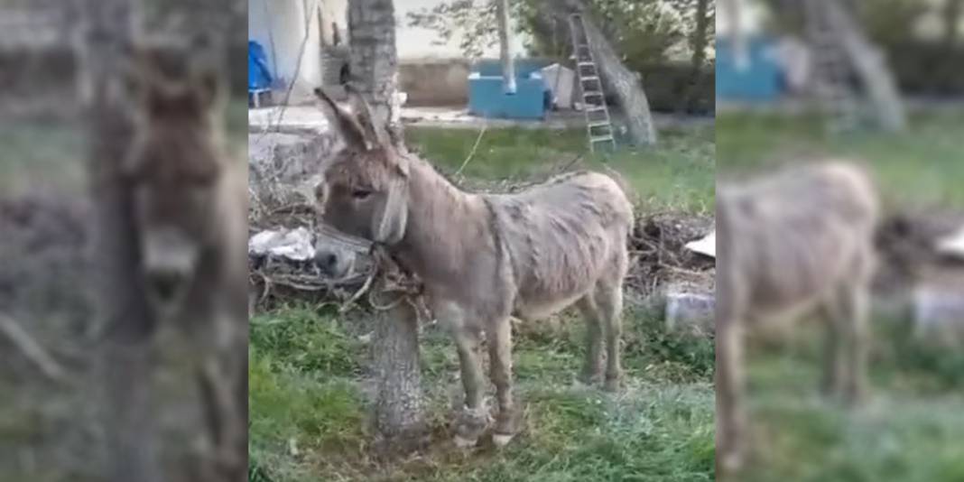 Başıboş eşek yolda yürüyen yaşlı kadını ısırdı! 4