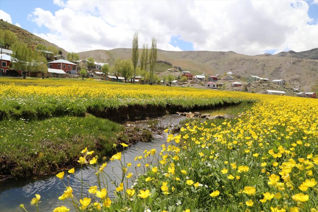 Konya’da 1850 rakımlı yayla adeta sarıya boyandı 5