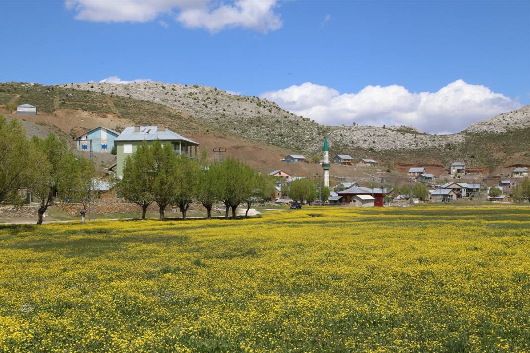 Konya’da 1850 rakımlı yayla adeta sarıya boyandı 6
