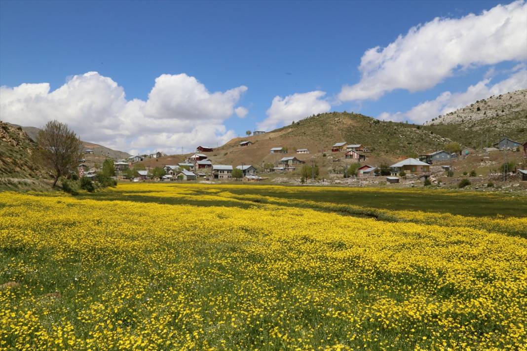 Konya’da 1850 rakımlı yayla adeta sarıya boyandı 7