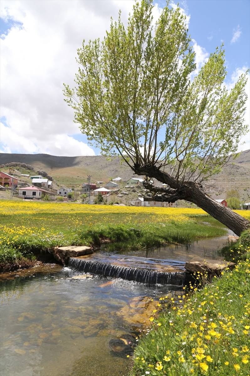 Konya’da 1850 rakımlı yayla adeta sarıya boyandı 8