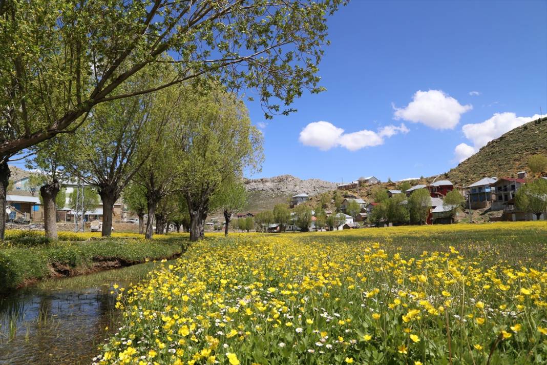 Konya’da 1850 rakımlı yayla adeta sarıya boyandı 9