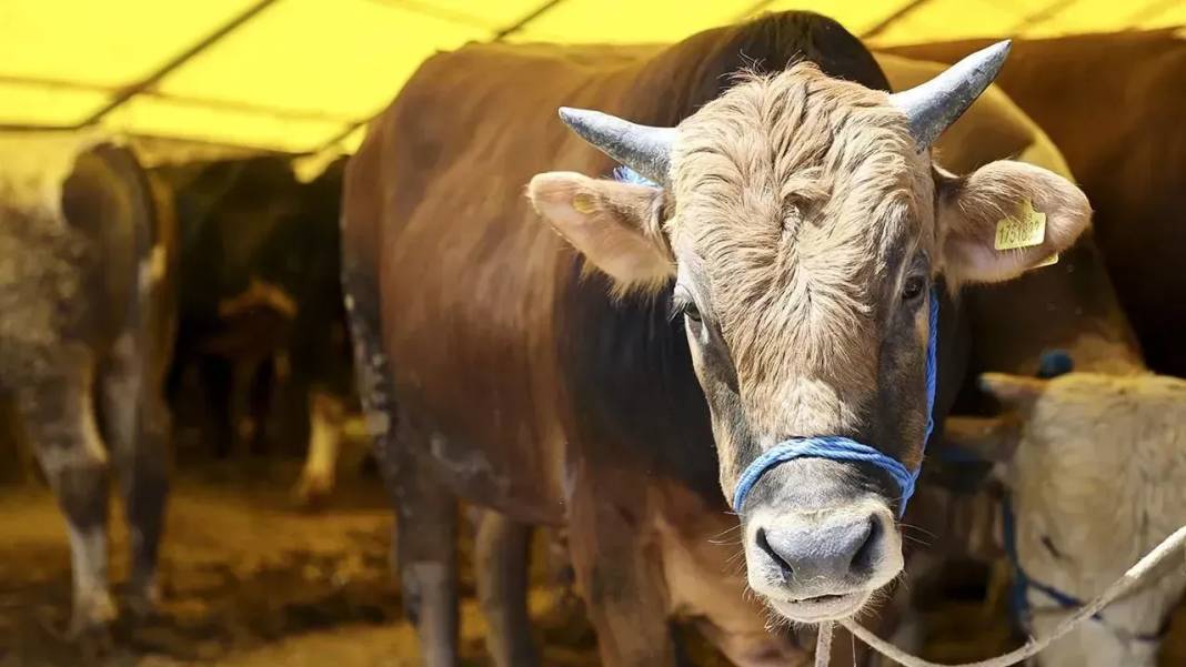 Kurban kesecekler dikkat! Cezalar belli oldu 18