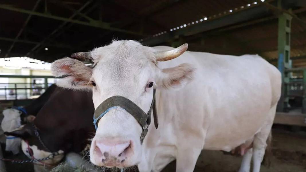 Kurban kesecekler dikkat! Cezalar belli oldu 21