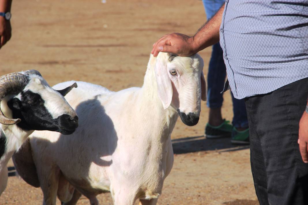 Kurban kesecekler dikkat! Cezalar belli oldu 3