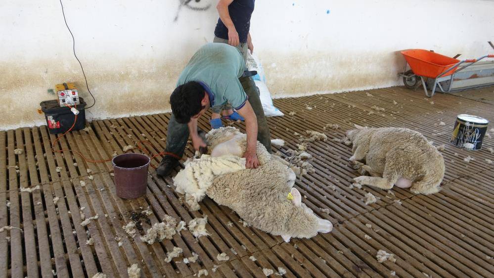 Türkiye’nin veterinerleri Konya’daki bu alanda yetişiyor 5