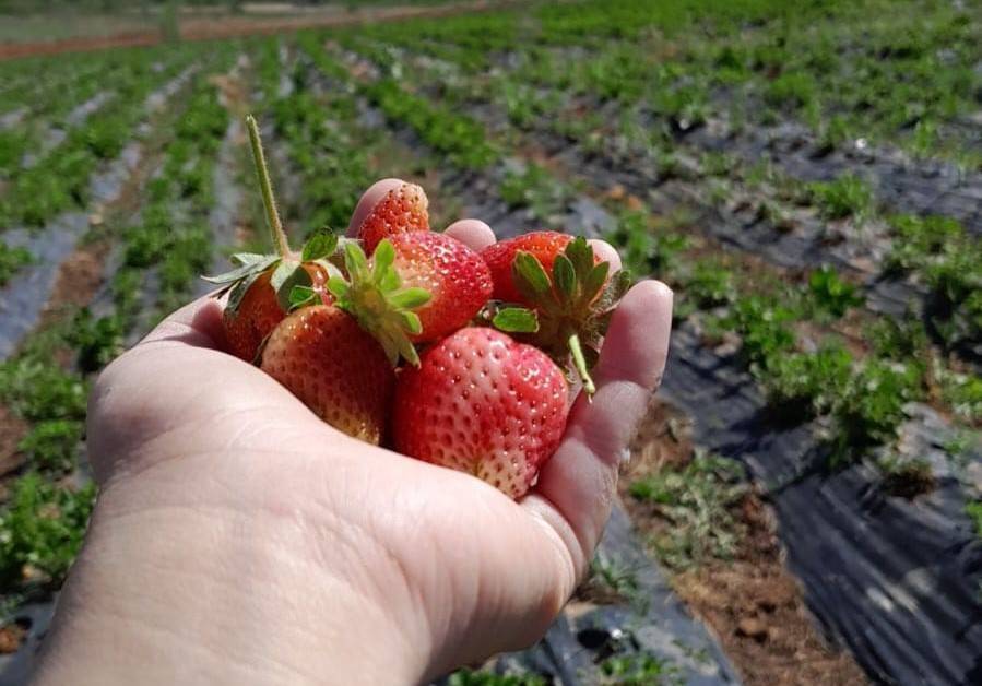 17 ülkeye ihraç ediliyor! Konya’nın tescilli ürünü bölgenin geçim kaynağı oldu 10