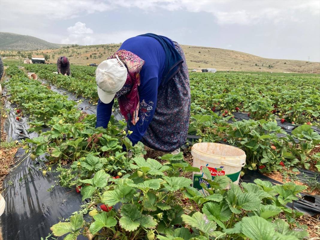 17 ülkeye ihraç ediliyor! Konya’nın tescilli ürünü bölgenin geçim kaynağı oldu 4