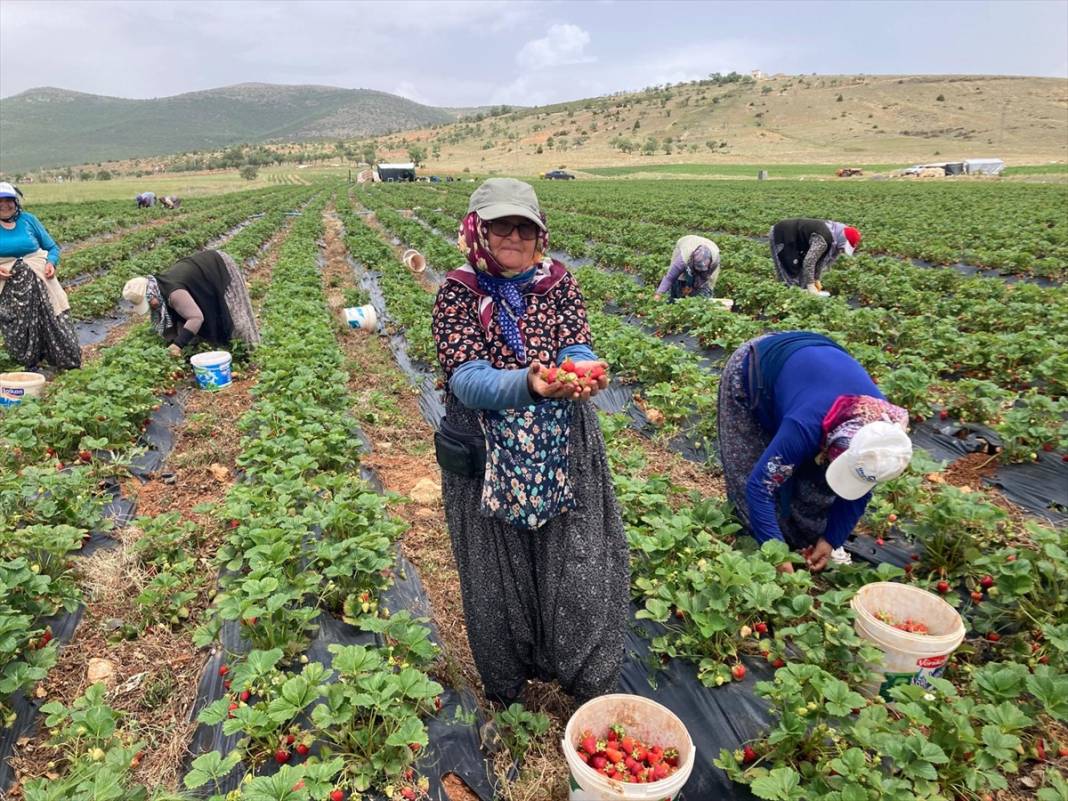 17 ülkeye ihraç ediliyor! Konya’nın tescilli ürünü bölgenin geçim kaynağı oldu 5