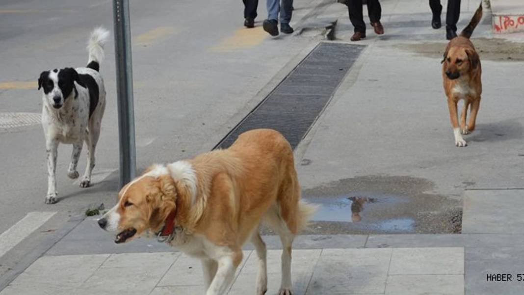 İletişim Başkanlığı vatandaşa sordu: Sokak köpekleri ülke için sorun mu? 1