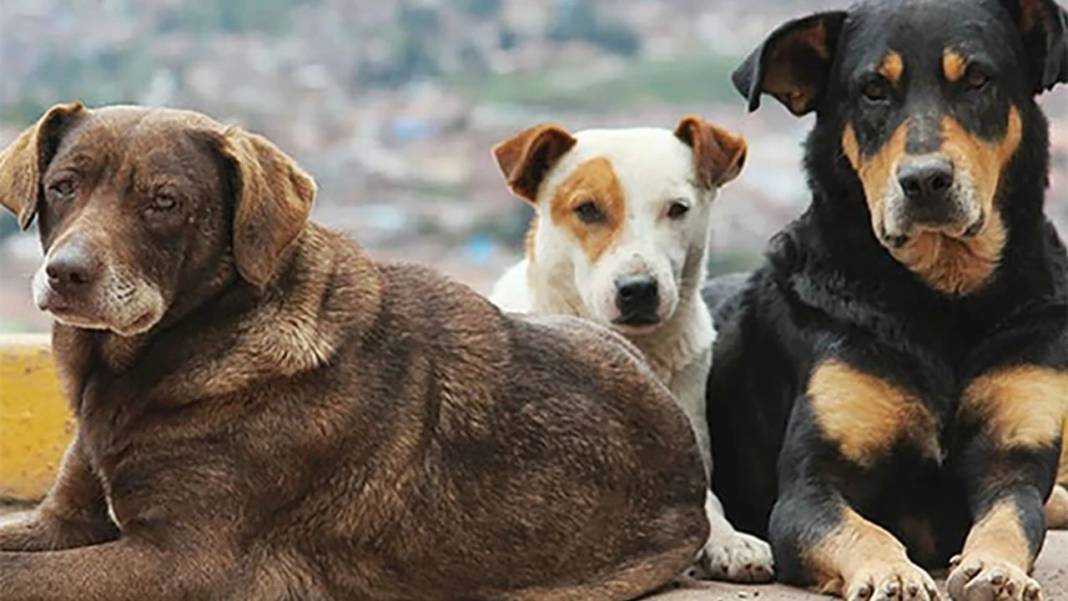 İletişim Başkanlığı vatandaşa sordu: Sokak köpekleri ülke için sorun mu? 10