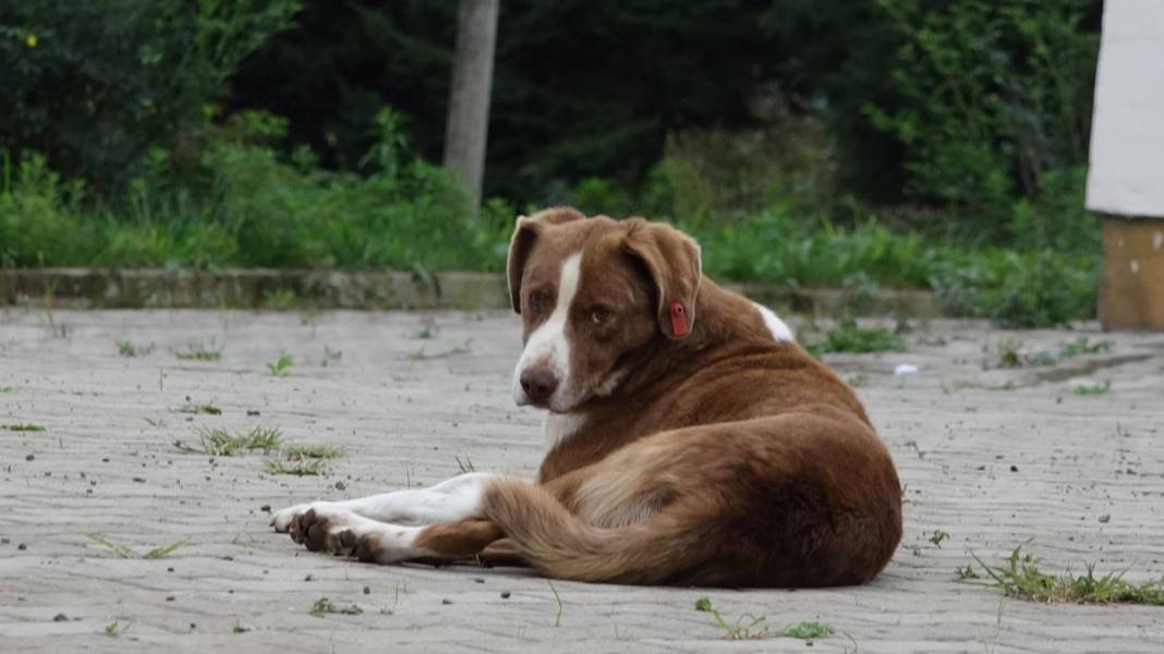 İletişim Başkanlığı vatandaşa sordu: Sokak köpekleri ülke için sorun mu? 14