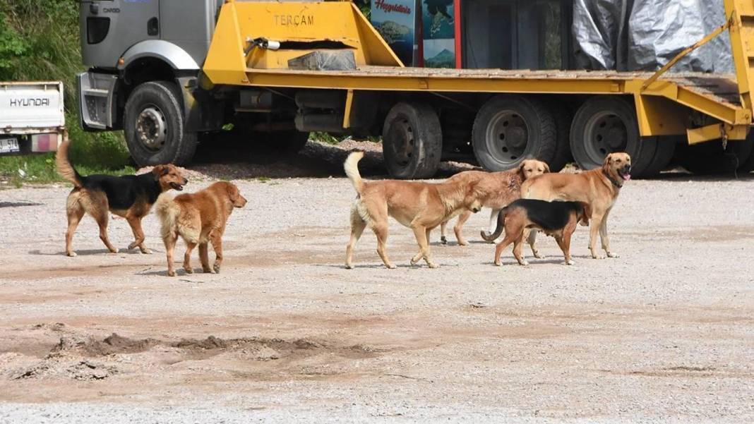 İletişim Başkanlığı vatandaşa sordu: Sokak köpekleri ülke için sorun mu? 15