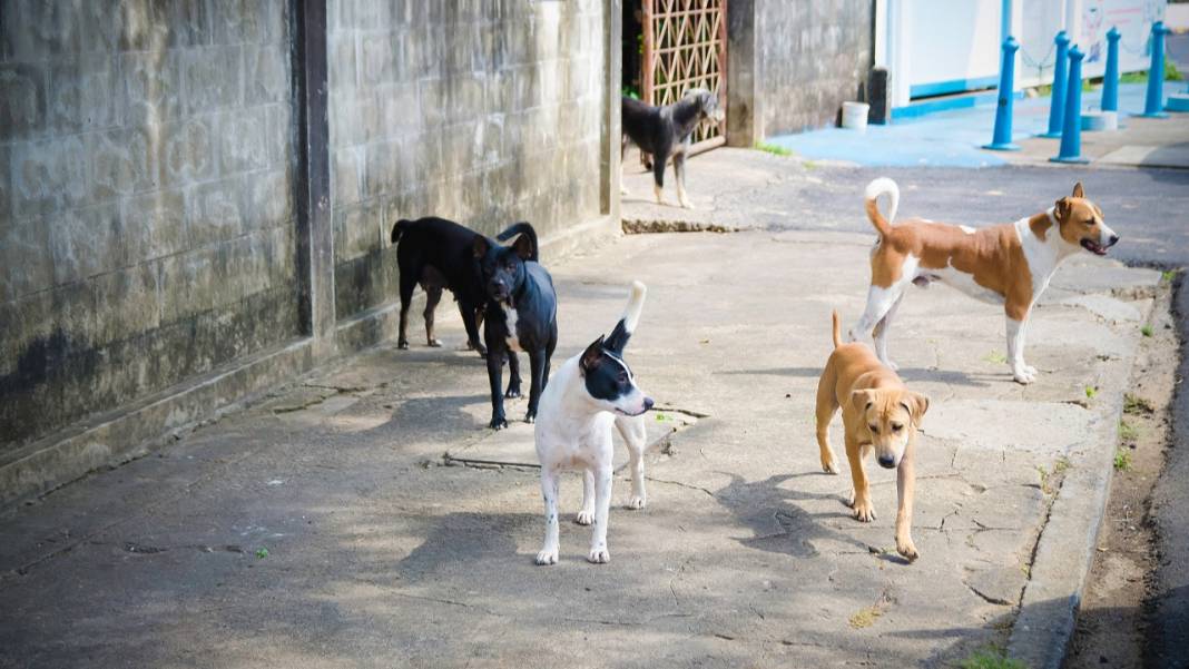 İletişim Başkanlığı vatandaşa sordu: Sokak köpekleri ülke için sorun mu? 16