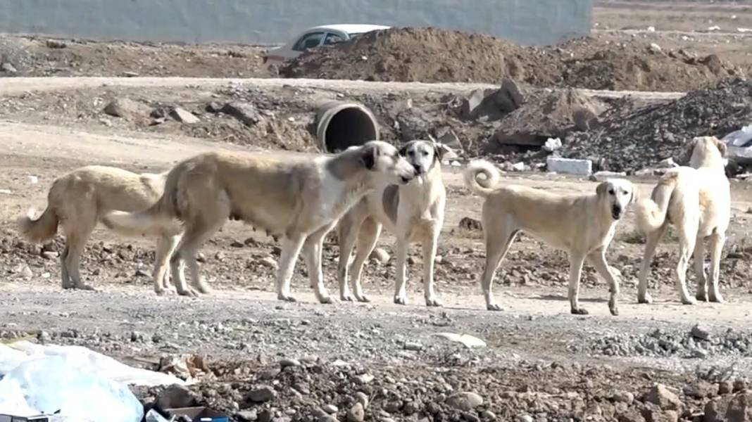 İletişim Başkanlığı vatandaşa sordu: Sokak köpekleri ülke için sorun mu? 2