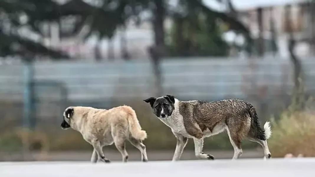 İletişim Başkanlığı vatandaşa sordu: Sokak köpekleri ülke için sorun mu? 3