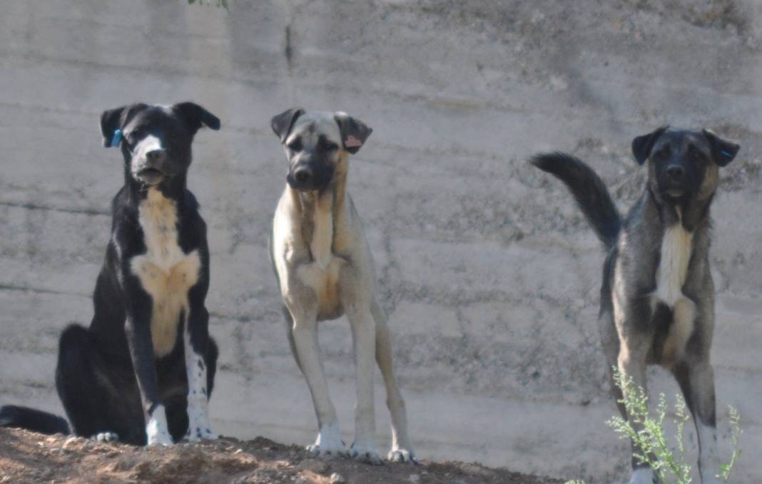 İletişim Başkanlığı vatandaşa sordu: Sokak köpekleri ülke için sorun mu? 4